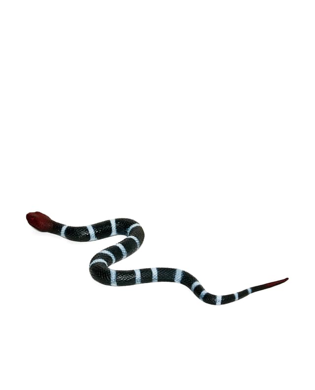 SNAKE thumbnail 2